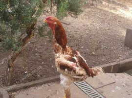 Malay chickens