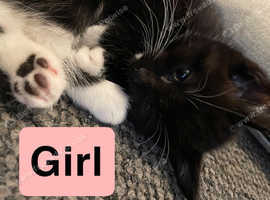 Gorgeous kittens