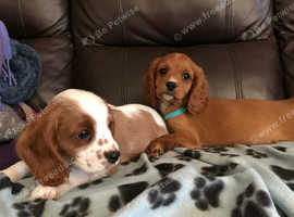 Cavalier King Charles puppies
