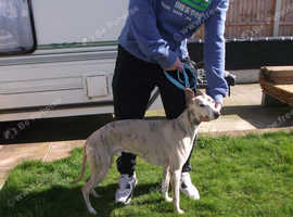 Silver best sale brindle whippet