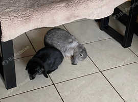 Neutered female best sale rabbits for sale