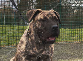 Presa Canario In Glasgow