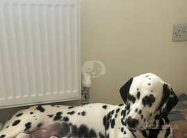 Dalmatian breeders northern store ireland