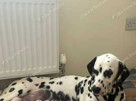 Dalmations for hot sale adoption