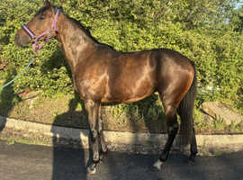 15.3hh, 3 year old mare