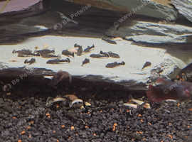Common and albino bristlenose juveniles