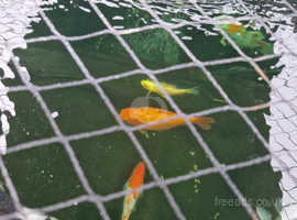 4 gold fish for sale