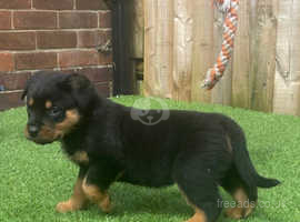 Rottweiler Pups Ready To Leave