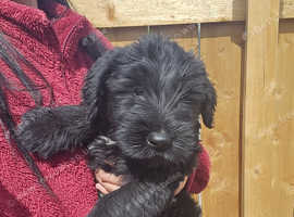 Giant Schnauzer x2 males available now