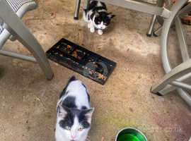 2 white with black spots cats