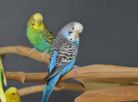 Pied budgies best sale for sale