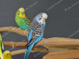 Rare budgies 2024 for sale