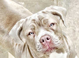 Neopoliton mastiff cross
