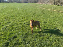 Shar Pei cross Dutch Shepard