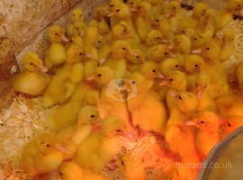 Three Week old  pure strain  Pekin type ducklings