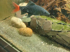 Red tailed black shark