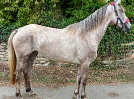 Full registered Irish Draft Mare 3 yrs old 16h