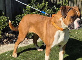 KC Registered Boxer Bitch