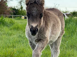 Beautiful Miniature Shetland Filly