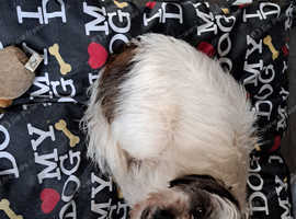 Little Shih Tzu in Skegness PE24 on Freeads Classifieds - Shih Tzus ...