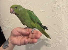 Hand reared ringneck