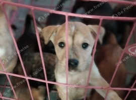 Mastiff Cross Puppies for Sale - Strong & Healthy