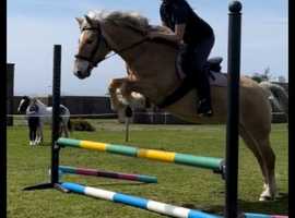 Stunning haffy (star dance )