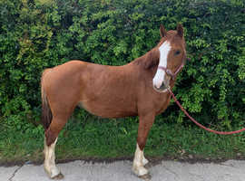 Beautiful Mare for sale