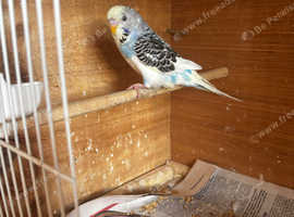 Young hand tame budgie