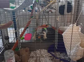 2 13week old male rats for sale with cage