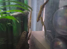 Baby and juv mourning geckos for sale