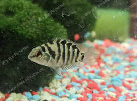 Polar Parrot Cichlids