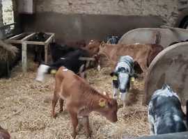 13 Calves 3-4 Weeks Old. BRB, AA, BF, Hereford.
