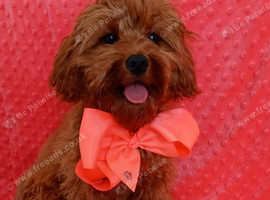 Cavapoo girl (red fox)