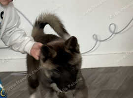 Akita puppy