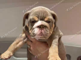 Chunky English Bulldog Puppies