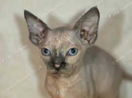 Beautiful Sphynx Kittens 2 Girls & 3 Boys Left