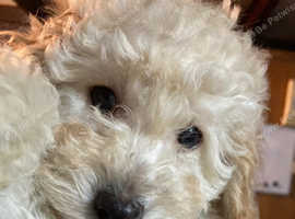 Beautiful Bordoodles Just 2 Left Ready to Go