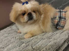 Stunning top quality cream and white Pekingese male