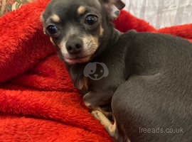 Pedigree KC Registered Long Coat Chihuahua Puppies in Grimsby, Lincolnshire  born 27/02/22