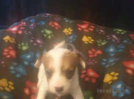 Jackawawa Dogs Jack Russell Terrier Cross Chihuahua For Sale In