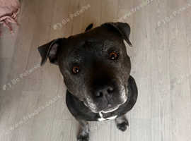 Staffie Needs Good home