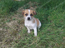 Miniature Jack Russell puppies