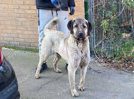 Kurdish sheepdog hot sale