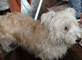 GLEN OF IMAAL TERRIER PUPPIES