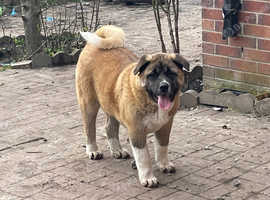 American Akita Puppy For Sale in Wakefield WF1 on Freeads Classifieds