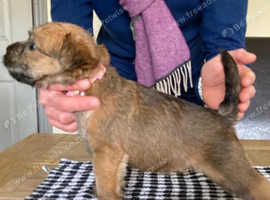 STUNNING SOFT COATED WHEATEN TERRIERS