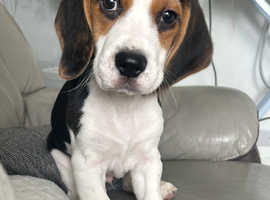Beagle Boy