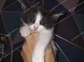 Beautiful kittens