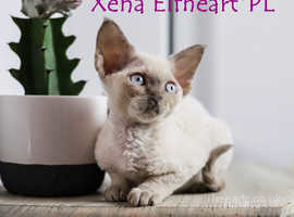 Wonderful Devon Rex kitten Xena